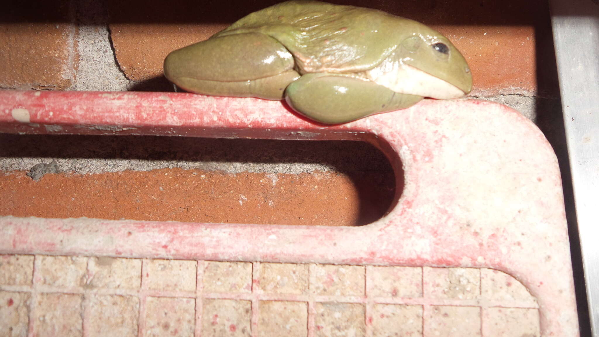 Image of Mexican leaf frog