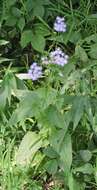 Image of blue mistflower