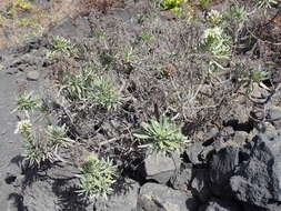 Plancia ëd Echium brevirame Sprague & Hutchinson