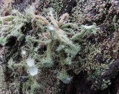 Usnea scabrida Taylor的圖片