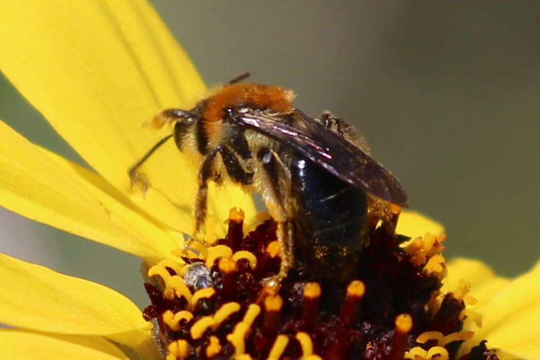 Image of Andrena sola Viereck 1917