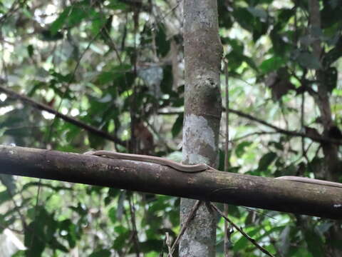 صورة Chlorosoma dunupyana Melo-Sampaio, Passos, Martins, Jennings, Moura-Leite, Morato, Venegas, Chávez, Venâncio & Souza 2020