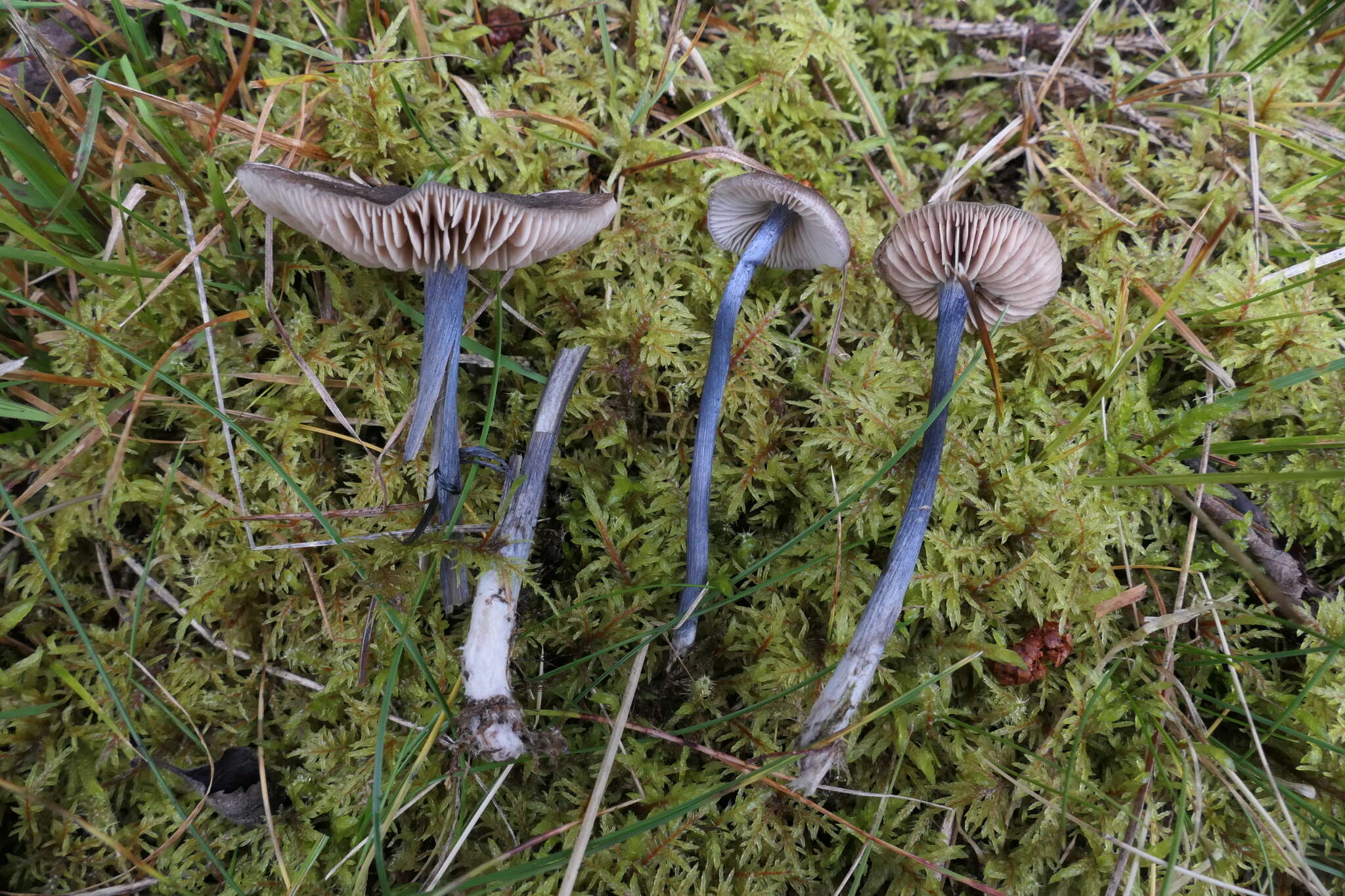 Слика од Entoloma lampropus (Fr.) Hesler 1967