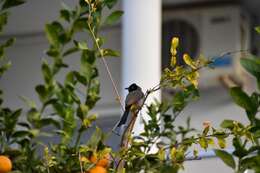 Image of White-eyed Bulbul