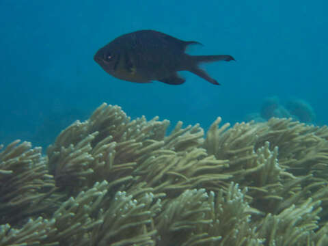 Image of Weber's chromis