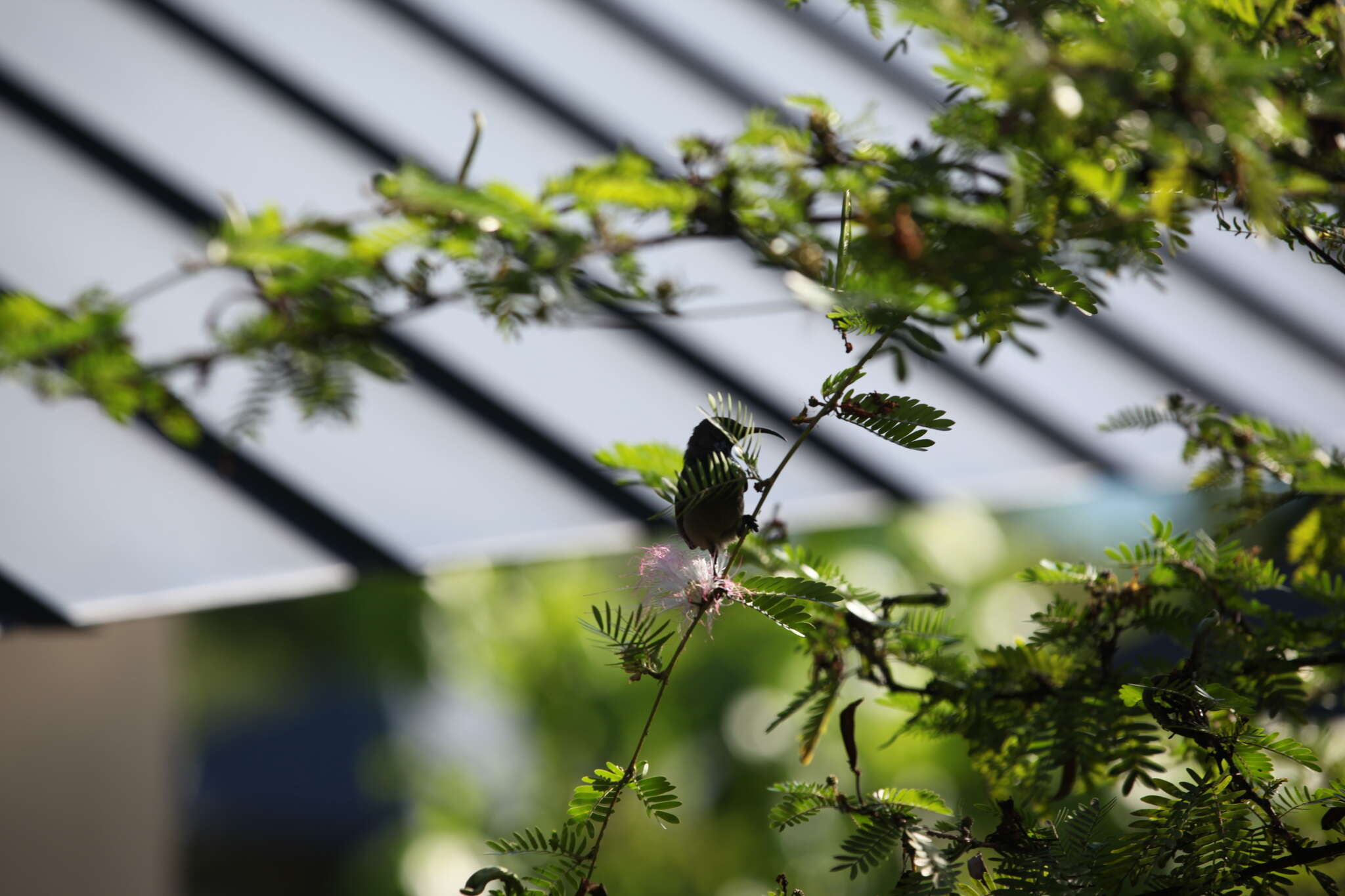 Image of Seychelles Sunbird