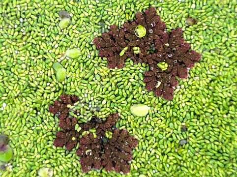 صورة Azolla filiculoides subsp. cristata (Kaulf.) Fraser-Jenk.