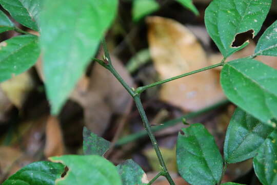 Plancia ëd Hylodesmum podocarpum (DC.) H. Ohashi & R. R. Mill