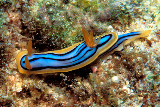 Image of Chromodoris elisabethina Bergh 1877