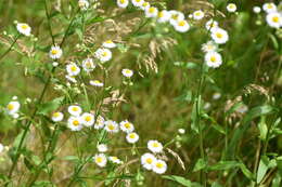 Image of <i>Erigeron <i>strigosus</i></i> var. strigosus