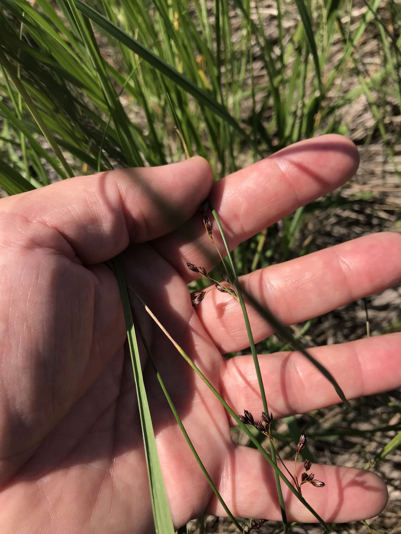 Juncus balticus subsp. littoralis (Engelm.) Snogerup的圖片