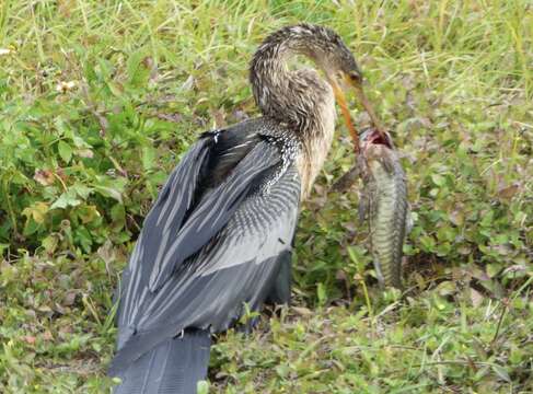 Plancia ëd Anhinga anhinga leucogaster (Vieillot 1816)