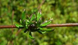 Imagem de Olearia bullata H. D. Wilson & P. J. Garnock-Jones