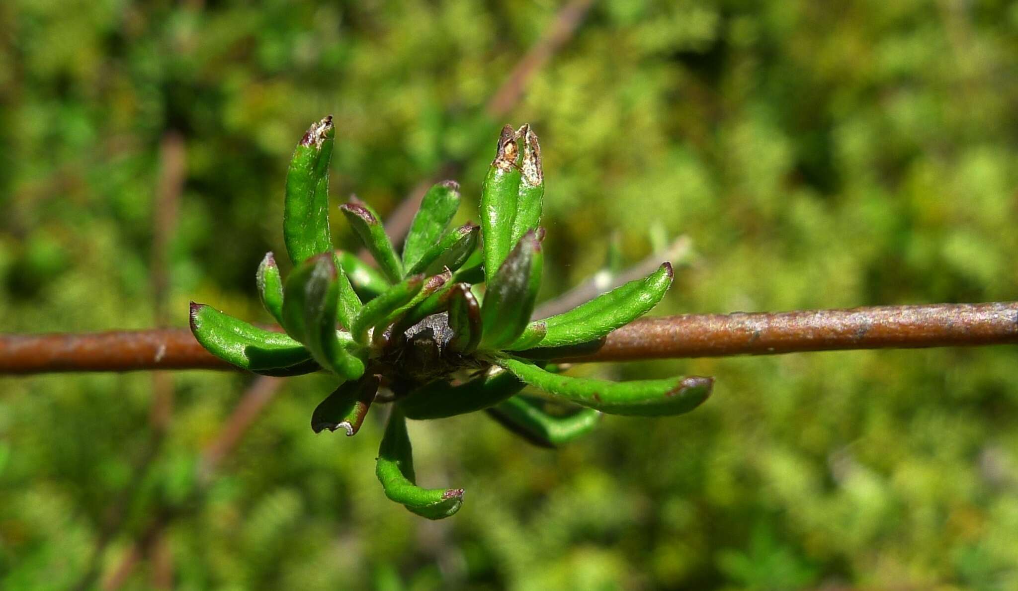 Imagem de Olearia bullata H. D. Wilson & P. J. Garnock-Jones