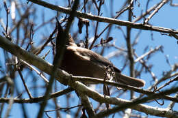 Image of Dusky Honeyeater