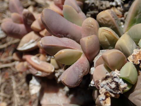 Image of Corpuscularia lehmannii (Eckl. & Zeyh.) Schwant.