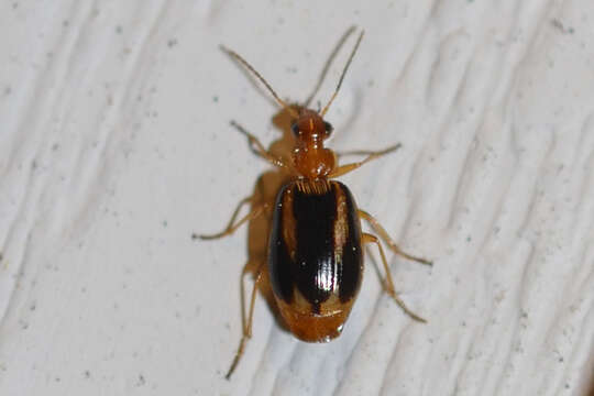 Image of Lebia (Lebia) solea Hentz 1830