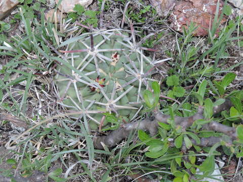 Image of Sclerocactus uncinatus subsp. crassihamatus (F. A. C. Weber) N. P. Taylor