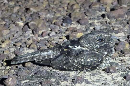 Image of Blackish Nightjar