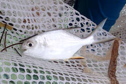 Image of Banner Pompano