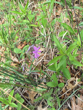 Imagem de Phlox pilosa L.