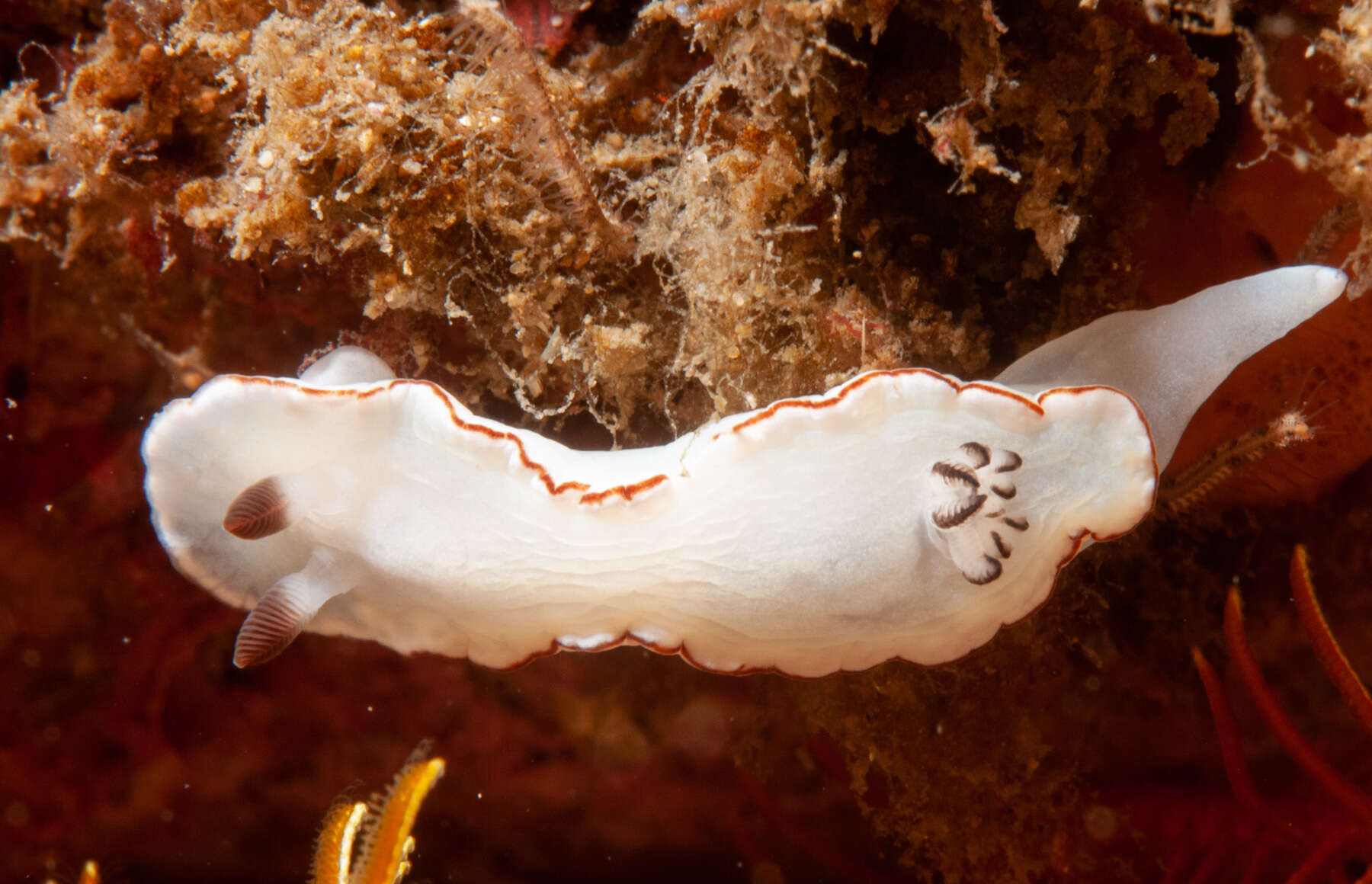 Image of Glossodoris angasi Rudman 1986