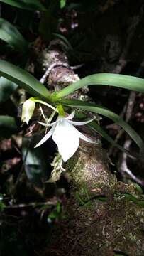 Imagem de Angraecum obesum H. Perrier