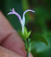 Image of Dicliptera foetida (Forssk.) Blatter