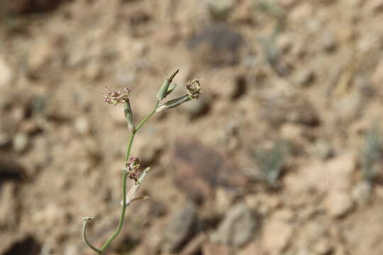 Image of Matthiola longipetala subsp. livida (Delile) Maire