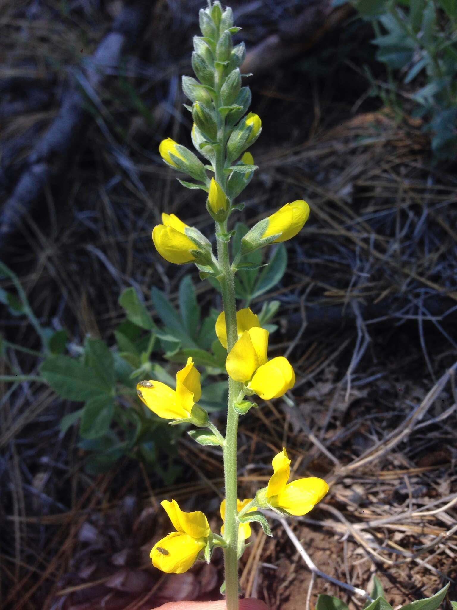 Image of California goldenbanner