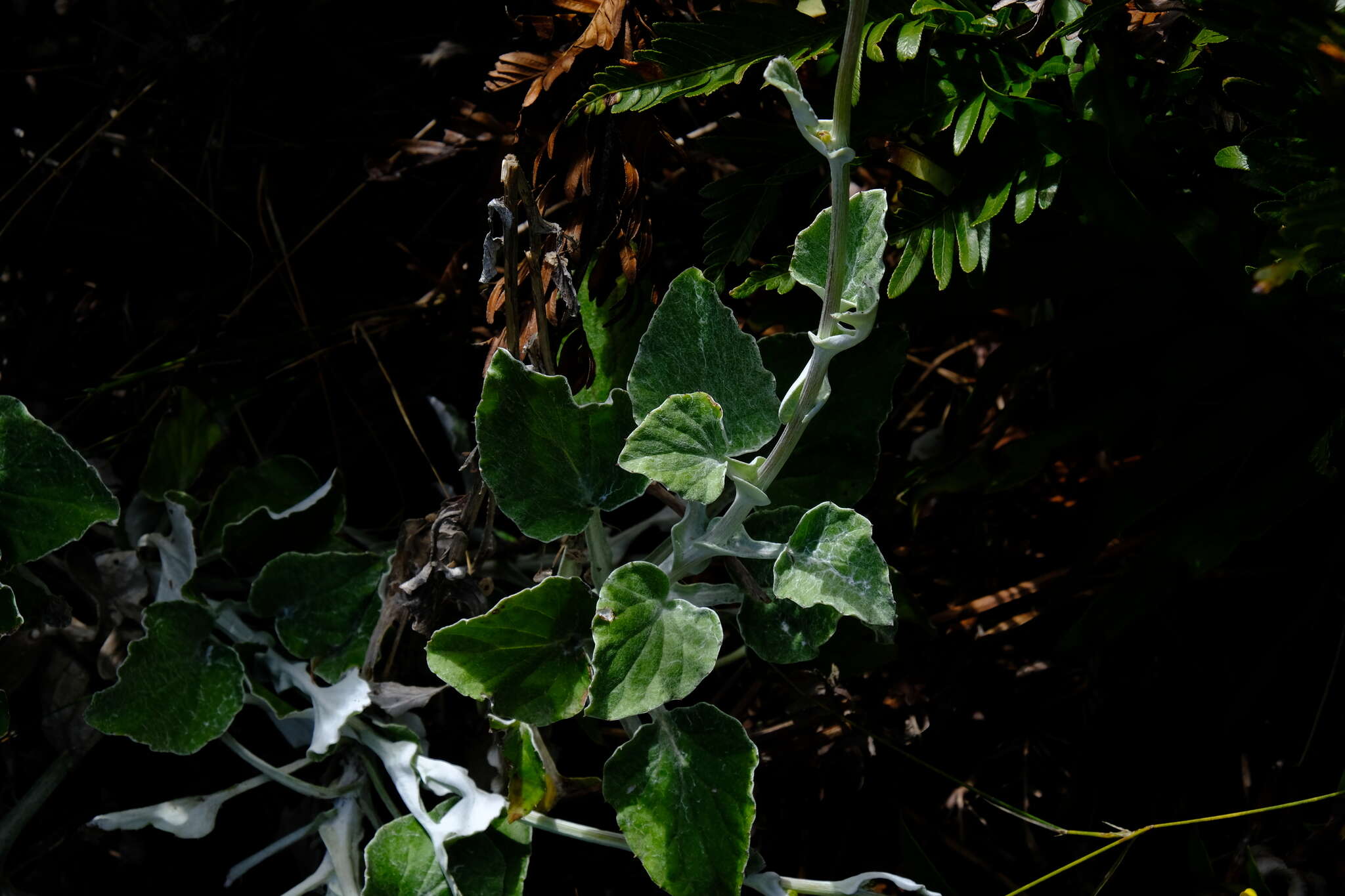 Image of Senecio verbascifolius Burm. fil.