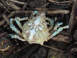 Image of Sheep crab