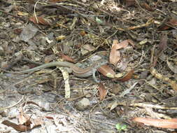 Image of Sonoran Spotted Whiptail