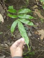 Image of Pteris venusta Kunze