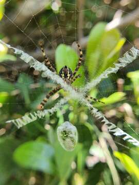 Image of Argiope aurocincta Pocock 1898