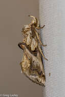 Image of Moonseed Moth