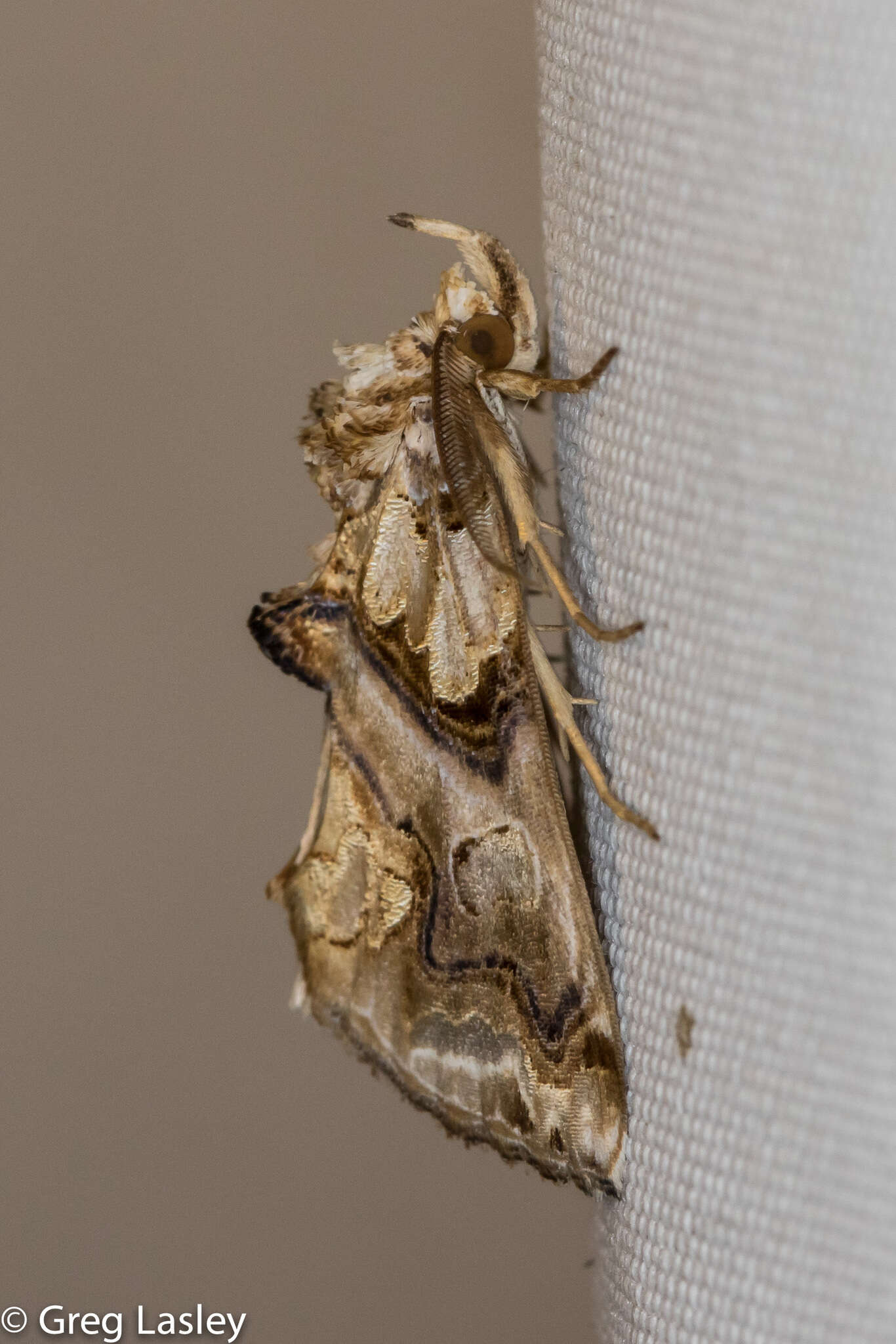 Image of Moonseed Moth