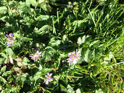 Image of musky stork's bill