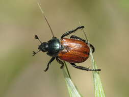 Anthoplia resmi