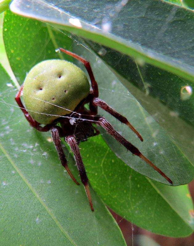 Image of Green Pea Spider