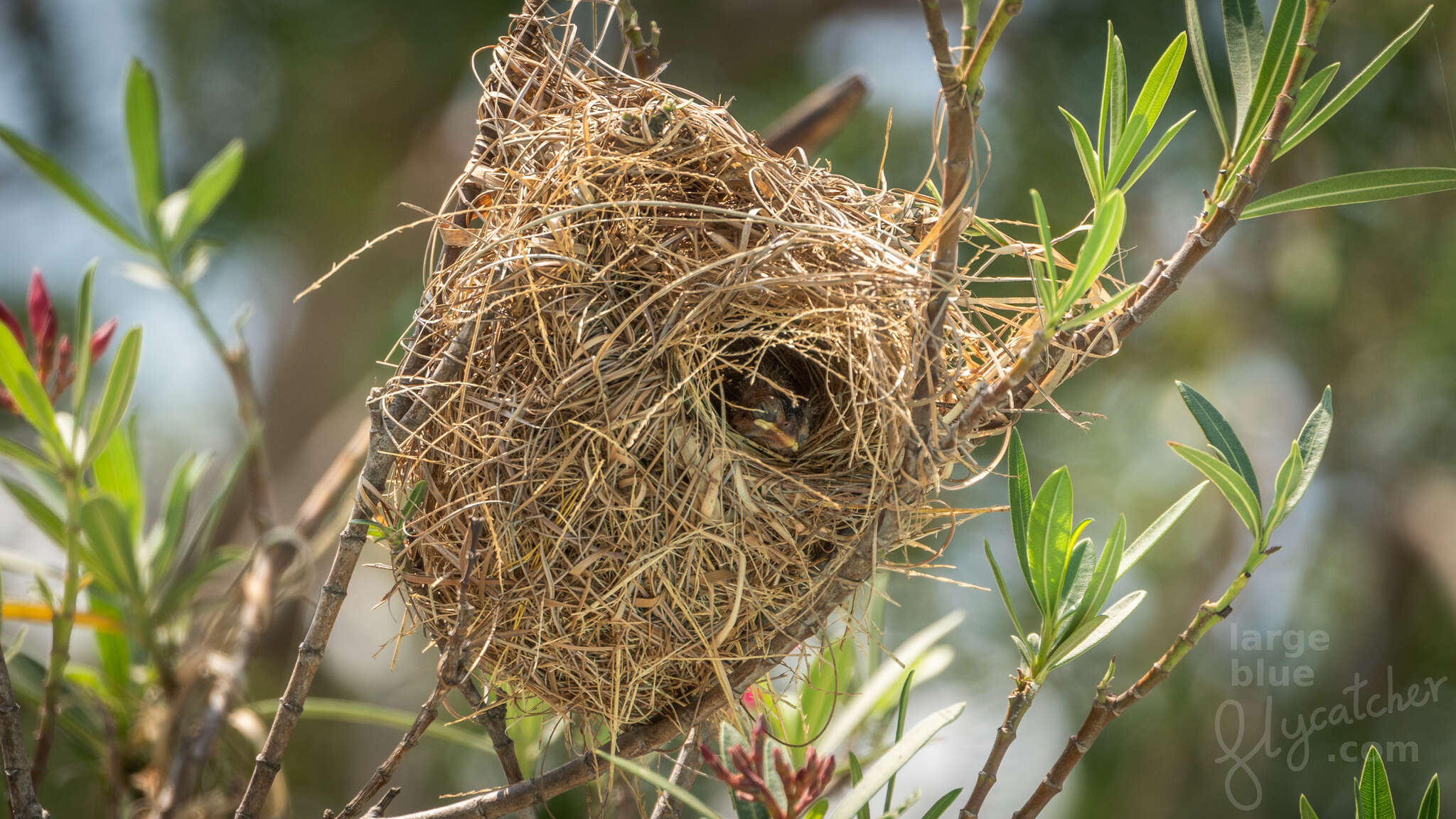 Image of Asian Golden Weaver