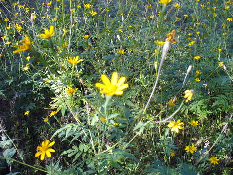 Image of Tagetes lacera Brandeg.