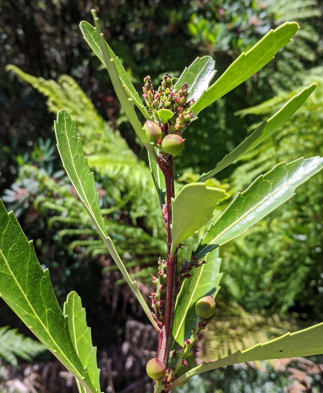 Sivun Tasmanianluumukkeet kuva