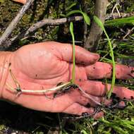 Image of Carolina Grasswort