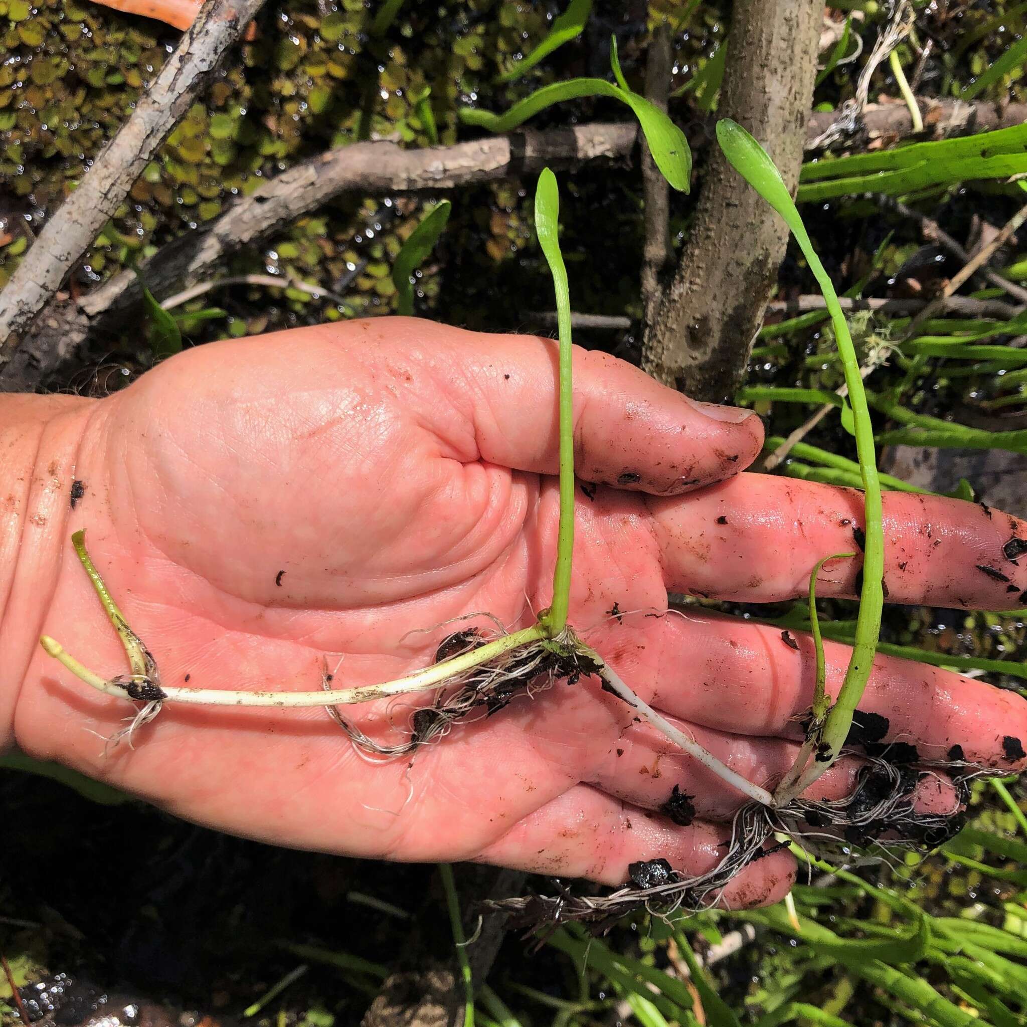 Image of Carolina Grasswort