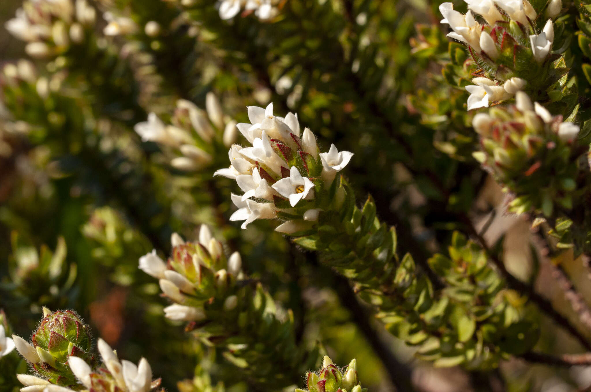 Image of Gnidia ornata (Meissn.) Gilg