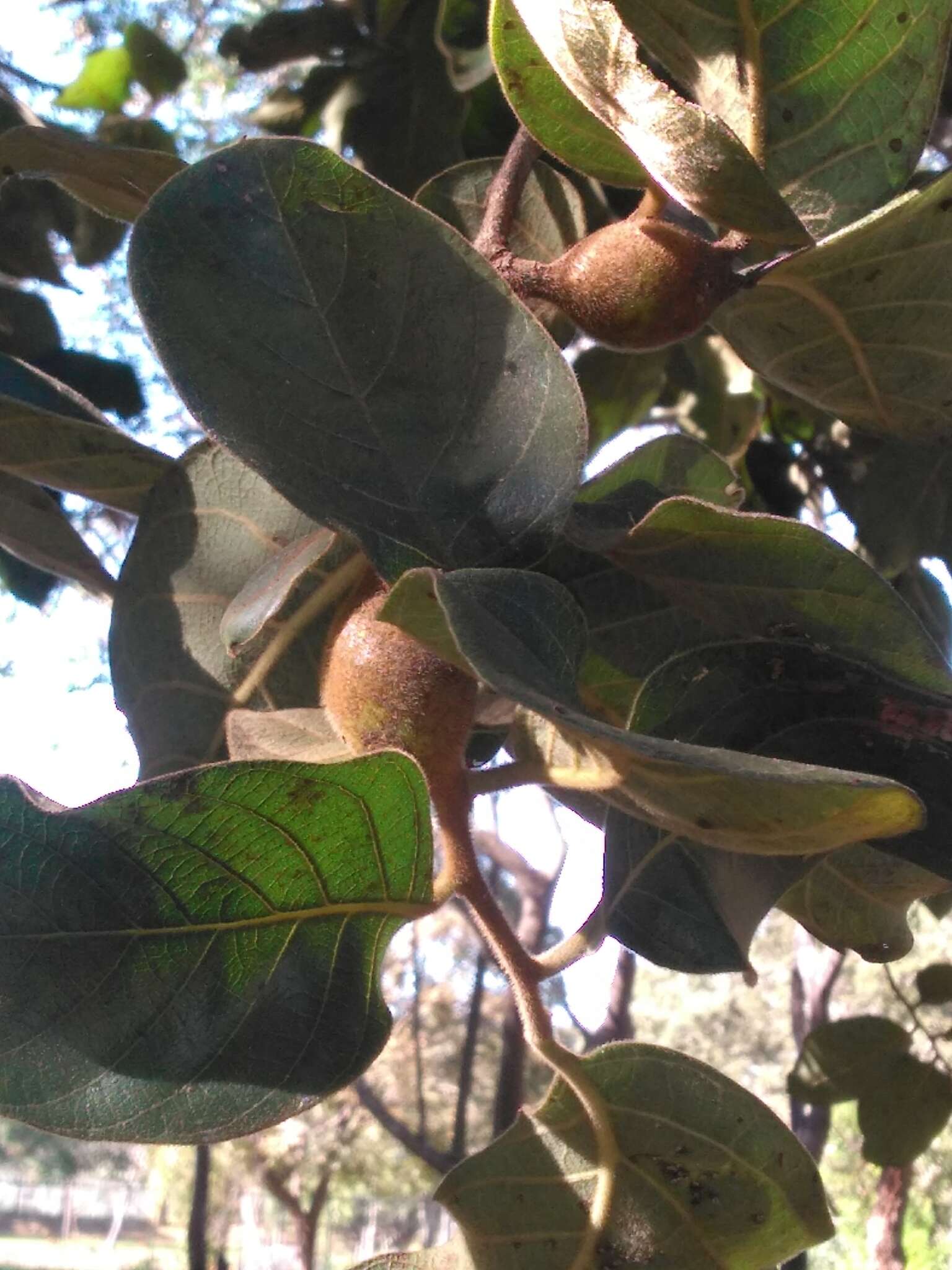 Image of Diospyros hispida A. DC.