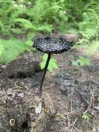 Image of Coprinus spadiceisporus Bogart 1976