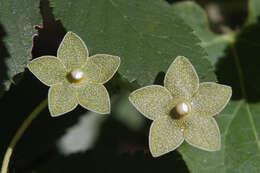 Image de Dictyanthus reticulatus Benth. & Hook. fil. ex Hemsl.