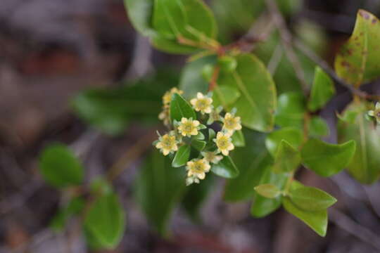 Image of Cloezia floribunda Brongn. & Gris